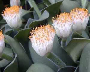 Гемантус (Haemanthus), цветы для сада
