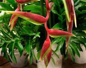 Геликония (Heliconia), цветы для сада