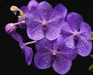 Ванда - орхидея (Vanda), цветы для сада