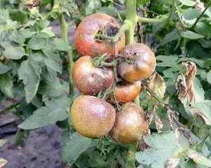 Болезни томатов, защитим сад