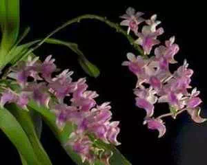 Аэридес - орхидея (Aerides), цветы для сада