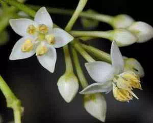 Ардизия (Ardisia), цветы для сада