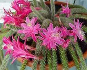 Апорокактус (Aporocactus), цветы для сада