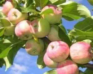 Сохраним яблоки до весны, полезные советы