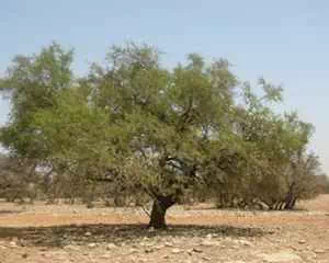 Мыльное дерево, семейства Сапиндовые