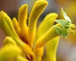 Анигозантос (Anigozanthos), самые красивые цветы