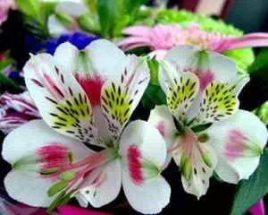 Альстремерия (Alstroemeria), самые красивые цветы