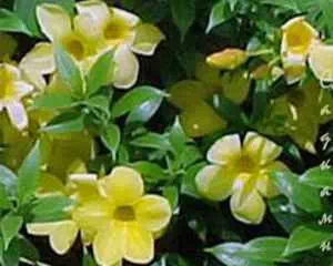 Алламанда (Allamanda), самые красивые цветы