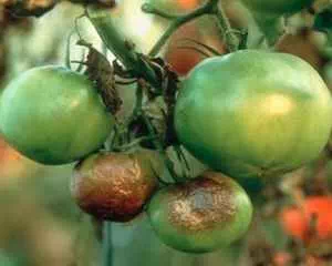 Обработка томатов от фитофторы, полезная информация