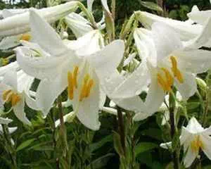 Лилия, неприхотливые цветы