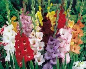 Гладиолусы, неприхотливые цветы