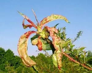 Курчавость листьев персика, защита растений
