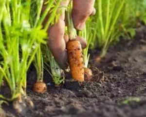 О выращивание моркови, полезные советы
