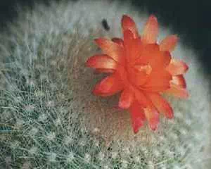Нотокактус (Notocactus), популярные цветы