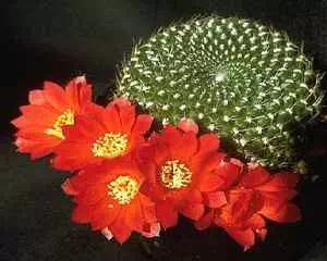 Ребуция (Rebutia), популярные цветы