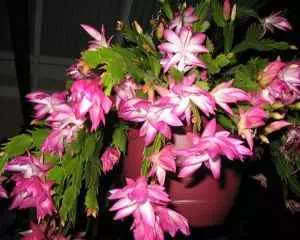 Шлюмбергера (Schlumbergera), популярные цветы