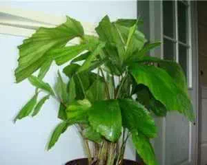 Кapиoтa (Caryota), популярные цветы