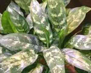 Аглaoнeмa (Aglaonema), популярные цветы