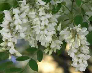 Акация (Acacia), популярные цветы