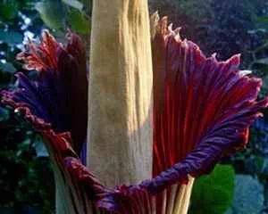 Амopфoфaллюc (Amorphophallus), популярные цветы