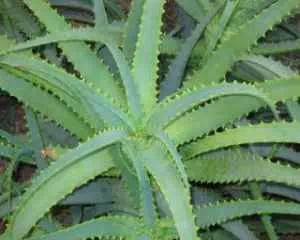 Алоэ  (Aloe), популярные цветы