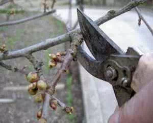 Формирование кроны, обрезка вишни