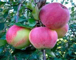 Сорта яблонь, полезные советы