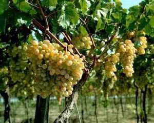 Выращивание винограда, полезные советы