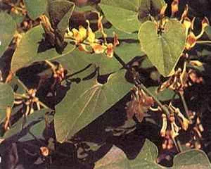 Кирказон ломоносовидный (Aristolochia clematitis), лечебные травы