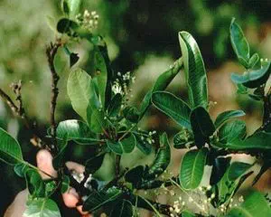 Квебрахо (Quebracho cortex), лечебные травы