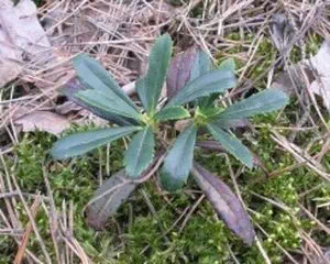Зимолюбка зонтичная  (Chimaphila umbellata), лечебные травы