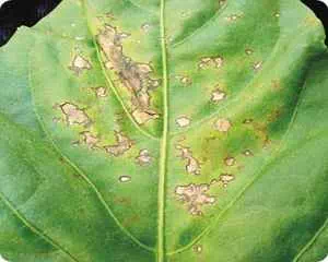 Черная бактериальная пятнистость, болезни растений