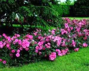 Почвопокровная роза (Bodendecker Rosen), неприхотливые цветы