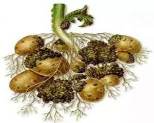 Рак картофеля, болезни растений