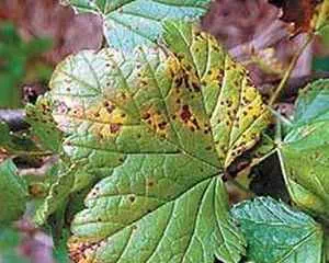 Пурпуровая пятнистость малины, болезни растений