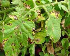 Септориоз или белая пятнистость, болезни растений