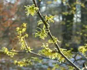 Гамамелис виргинский (Hamamelis virginiana), семейства Гамамелисовые