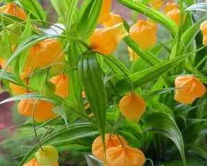 Сандерсония оранжевая, цветы для сада