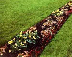 Рабатка - узкая цветочная полоса, цветы для сада