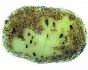 Мокренькая гниль картофеля, болезни растений