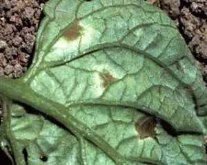 Бурая пятнистость листьев, болезни растений