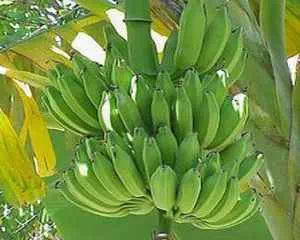 Банан, полезные продукты