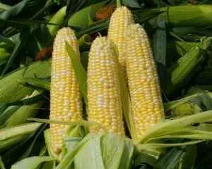 Кукуруза для здоровья, полезные продукты