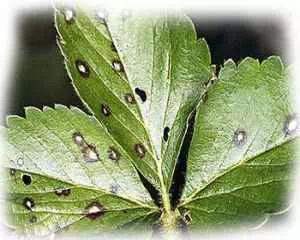 О пятнистости листьев, болезни растений
