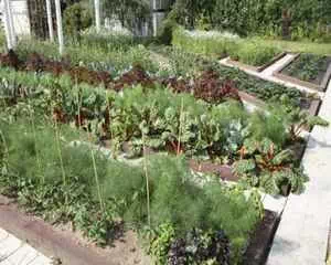 Смешанная посадка овощей, в помощь садоводам