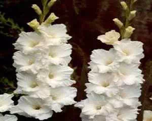 Срезка и хранение гладиолусов, лучшие цветы