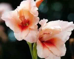 О биологической особенности гладиолусов, лучшие цветы