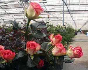 Все о выращивание роз, интересная информация