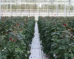 Выращивание роз в закрытом грунте, интересная информация