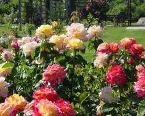 О садовой розе, интересная информация